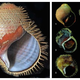 Illustration for article titled Meet the Spiky Shelled Sea Snail Named After The Clash's Joe Strummer